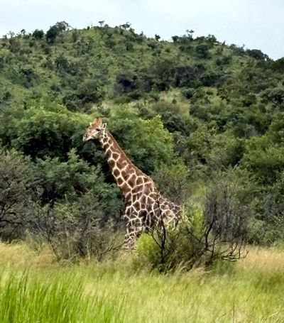 Giraffe